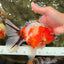 A Grade Sakura Oranda Male 6.5-7 inches #080726OR_15