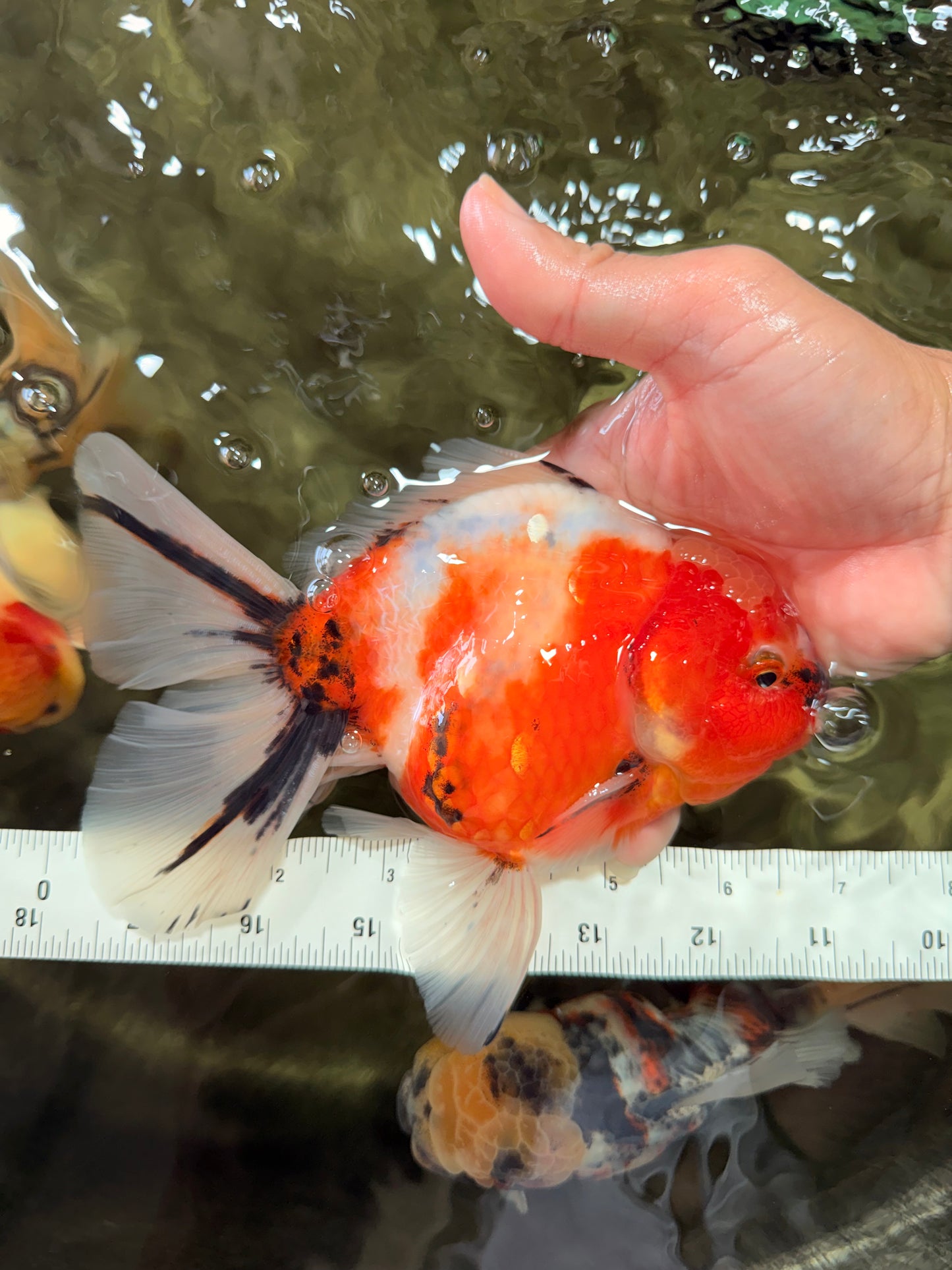 A Grade Sakura Oranda Male 6.5-7 inches #080726OR_15