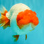 UNIQUE A Grade Red Head Buffalo Ranchu Female 6 inches #100926RC_30