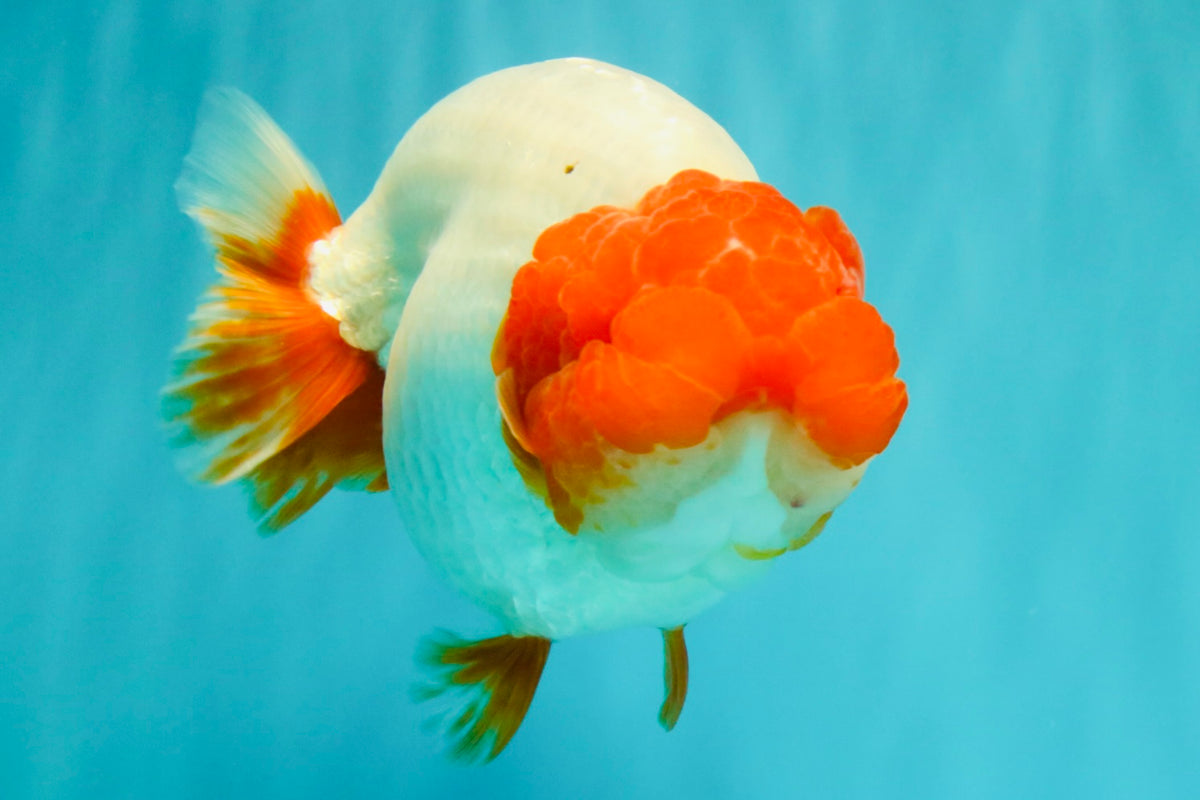 UNIQUE A Grade Red Head Buffalo Ranchu Female 6 inches #100926RC_30
