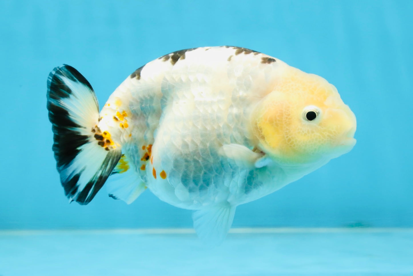 UNIQUE A Grade Chinese Cow Ranchu Female 4.5 inches #102425RC_05