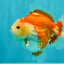 AAA Grade Red White Yuanbao Male 5 inches #072426YB_23