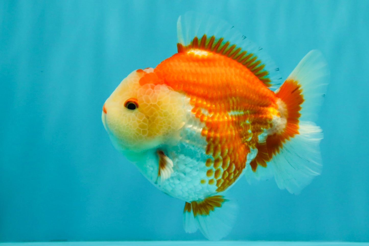 AAA Grade Red White Yuanbao Male 5 inches #072426YB_23