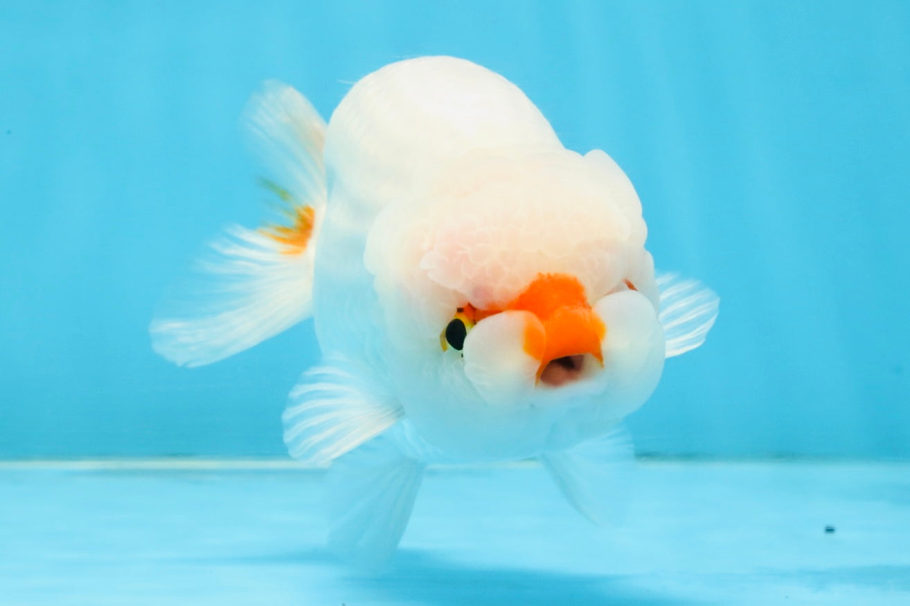 A Grade Red White LionKing 5-5.5 inches #112125LC_03