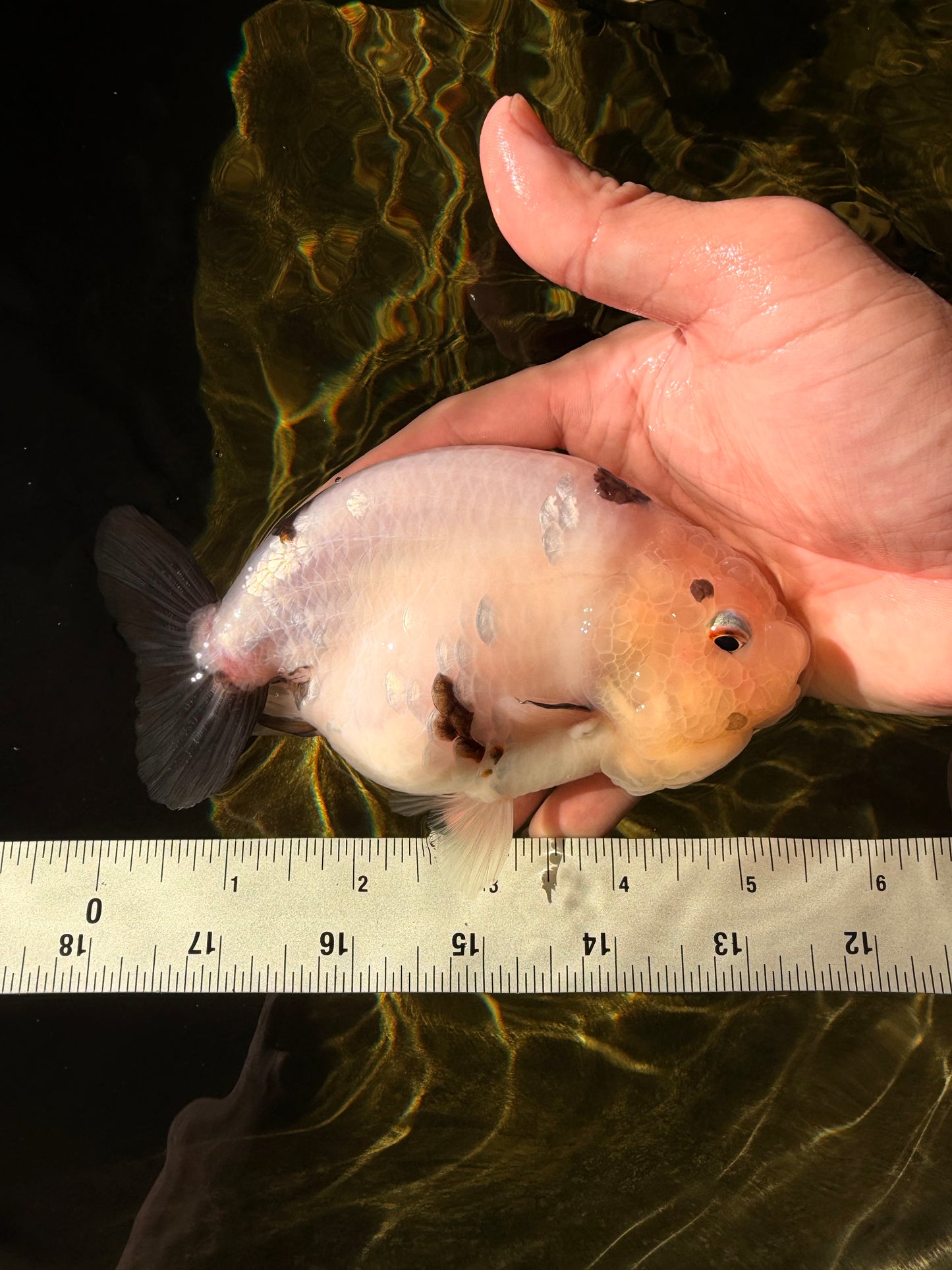 Cow Chinese Ranchu Female 5.5 inches #032026RC_29