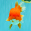 AAA Grade Red Oranda Female 6.5 inches #071026OR_24
