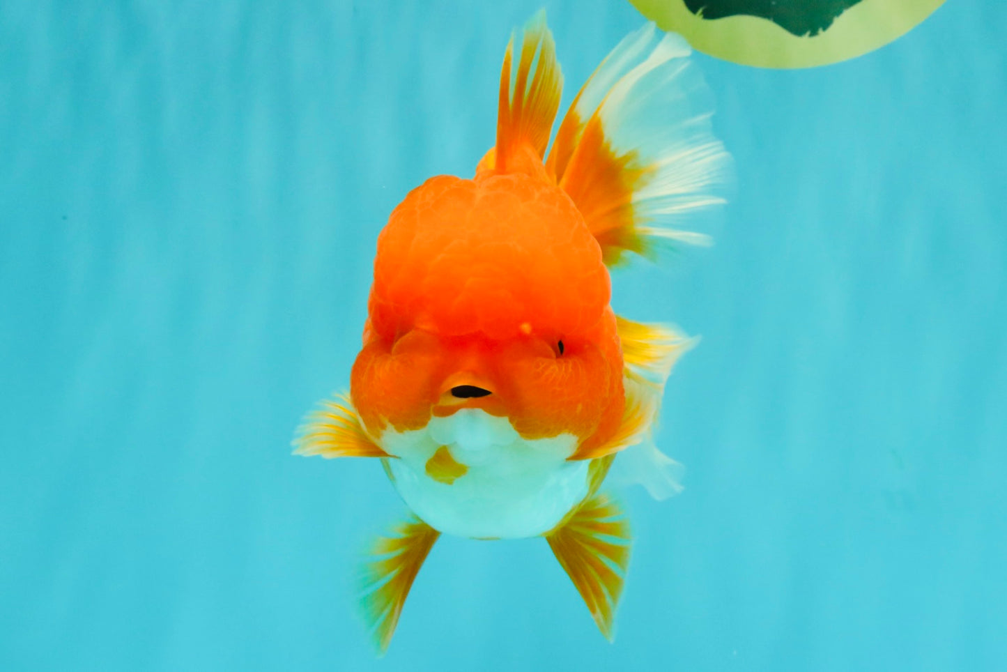 AAA Grade Red Oranda Female 6.5 inches #071026OR_24