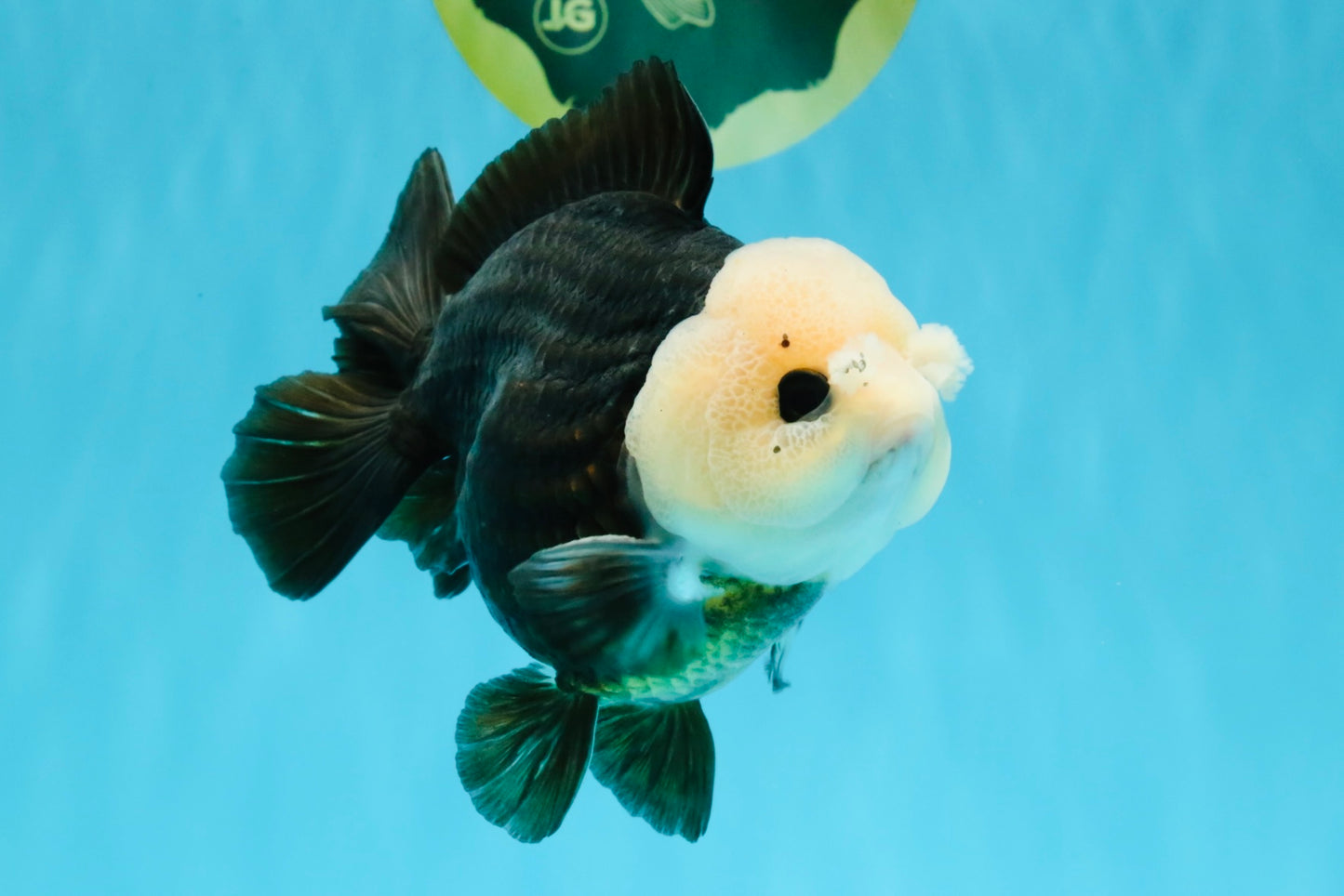 Pompom Panda Button Eyes Yuanbao Male 5-5.5 inches #040326YB_04