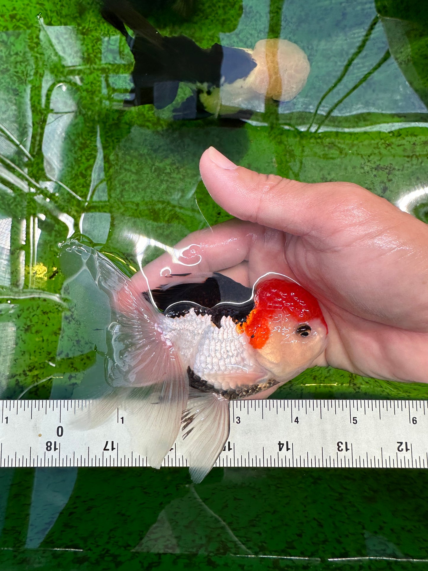 A Grade Tricolor Oranda Male 4.5 inches #0628OR_04