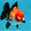 A Grade PomPom Tricolor Yuanbao Male 4-4.5 inches #060625YB_08