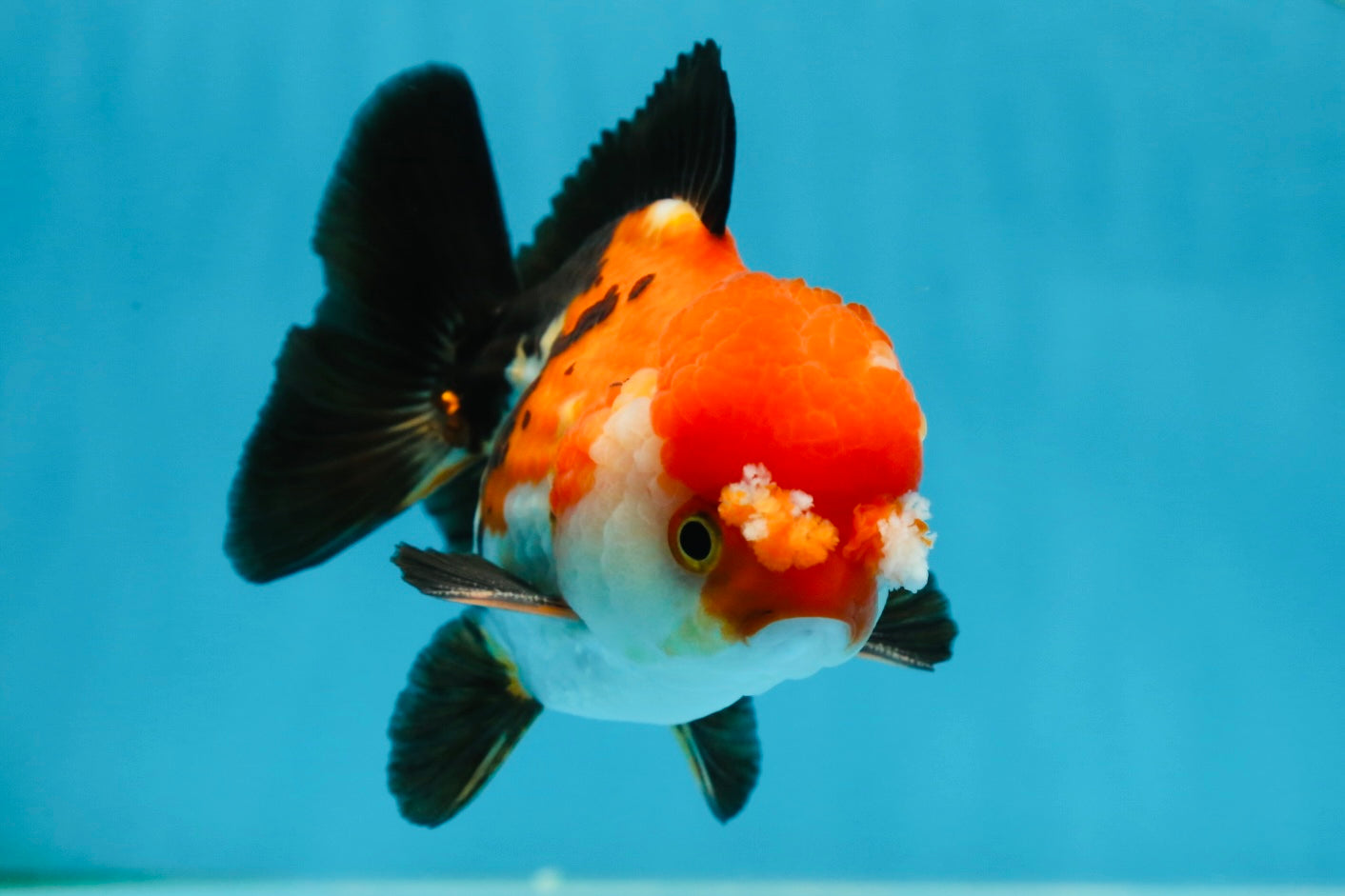 A Grade PomPom Tricolor Yuanbao Male 4-4.5 inches #060625YB_08