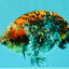 A Grade Calico Ranchu Male 5.5-6 inches #101626RC_25