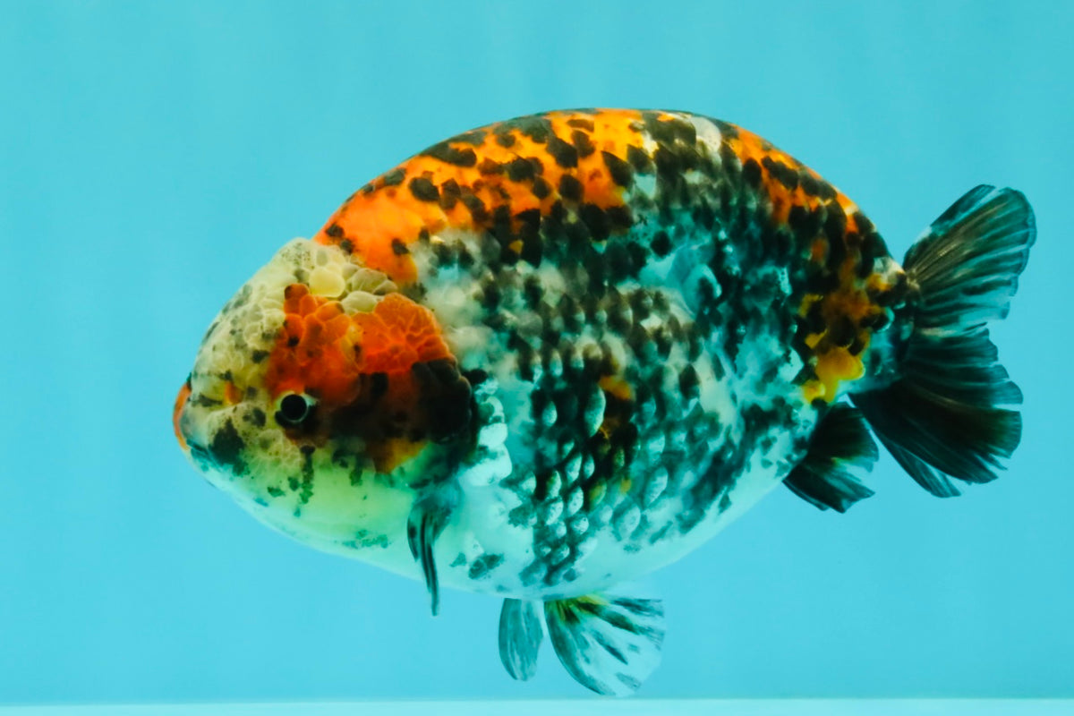 A Grade Calico Ranchu Male 5.5-6 inches #101626RC_25