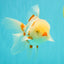 A Grade Red White Oranda Male 5.5 inches #102326OR_16