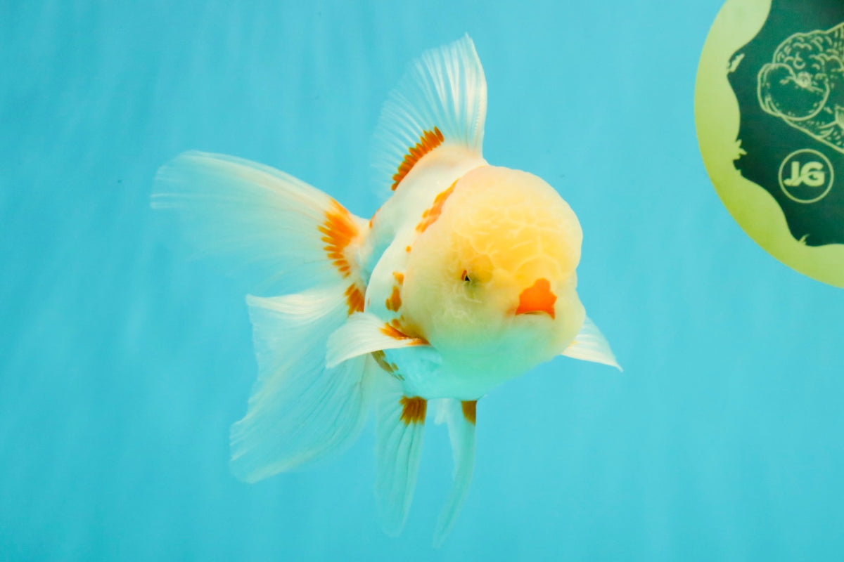 A Grade Red White Oranda Male 5.5 inches #102326OR_16
