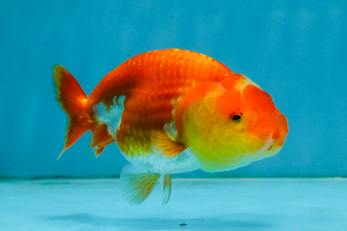 Red White Lionchu Female 4-4.5  inches #121225LC_12