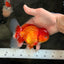 A Grade Red White Oranda Male 5.5 inches #061926OR_20