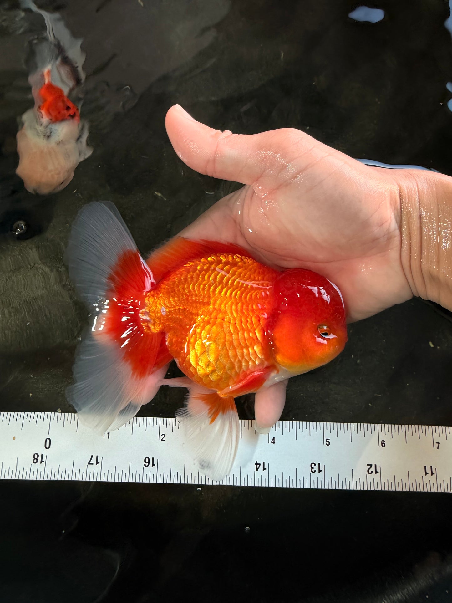 A Grade Red White Oranda Male 5.5 inches #061926OR_20