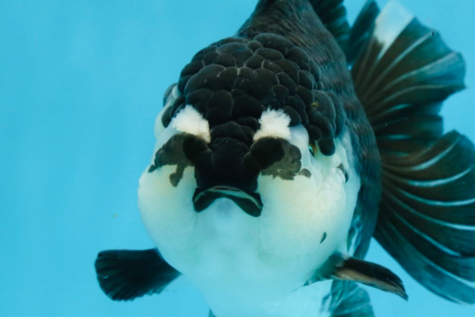 A Grade Pompom Panda Oranda Female 6 inches #101725OR_31