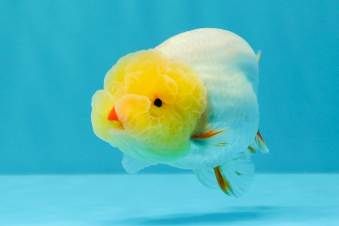 CHICKIE AAA Grade Red White Lipstick LionKing 4-4.5 inches #031326LC_11