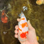 THICK BODY AAA Grade Chinese Kohaku Sakura Ranchu Female 5-5.5 inches #101725RC_16