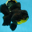 A Grade SPECIAL Apache Oranda Female 6-6.5 inches #091225OR_09