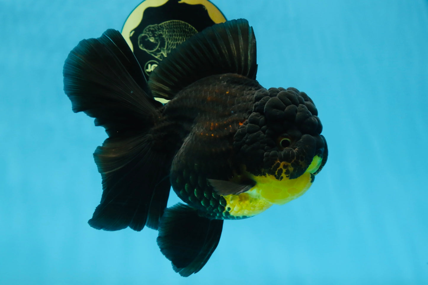 A Grade SPECIAL Apache Oranda Female 6-6.5 inches #091225OR_09