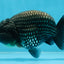 A Grade Black Blue LionKing 5 inches #103125LC_12