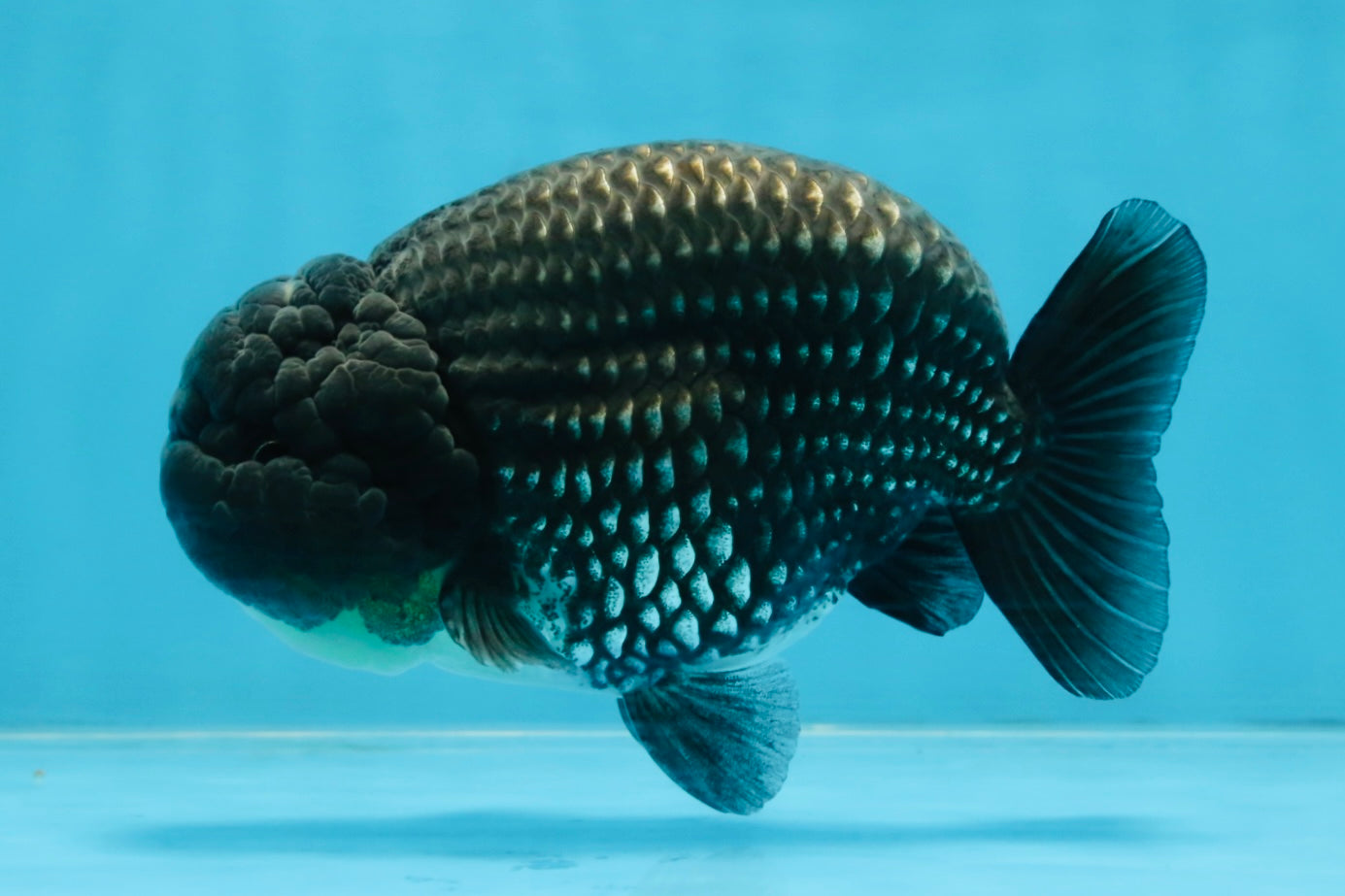 A Grade Black Blue LionKing 5 inches #103125LC_12