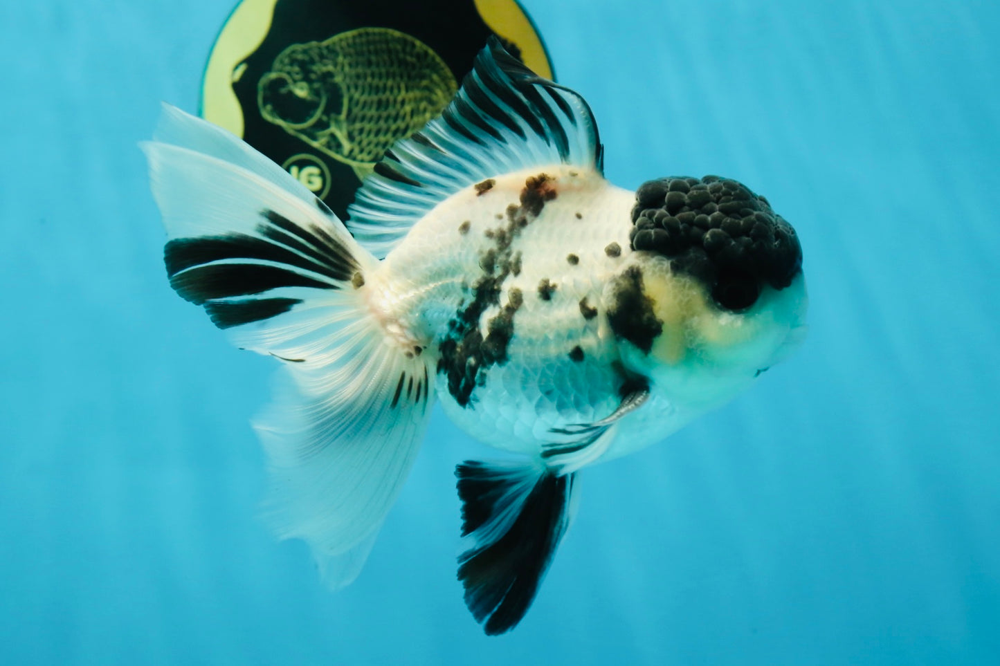 Super Panda Oranda Male 5 inches #042525OR_06