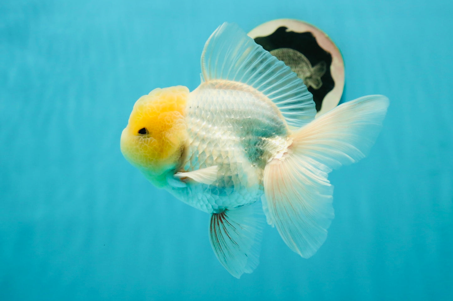 A Grade Super Chubby Lemonhead Button Eyes Oranda Male 5-5.5 inches #110824OR_12