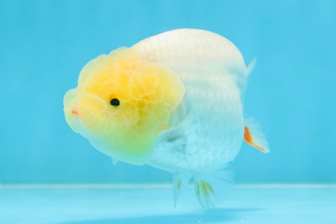 AAA Grade Young Red White LionQueen 4 inches #101025LC_11