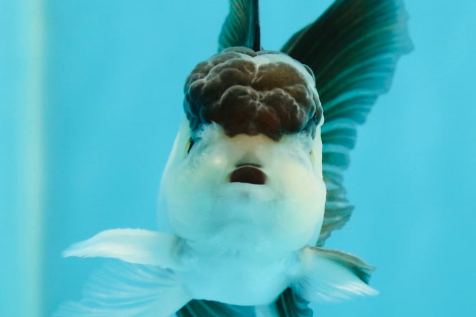 Panda Oranda Male 3.5 inches #1004OR_31