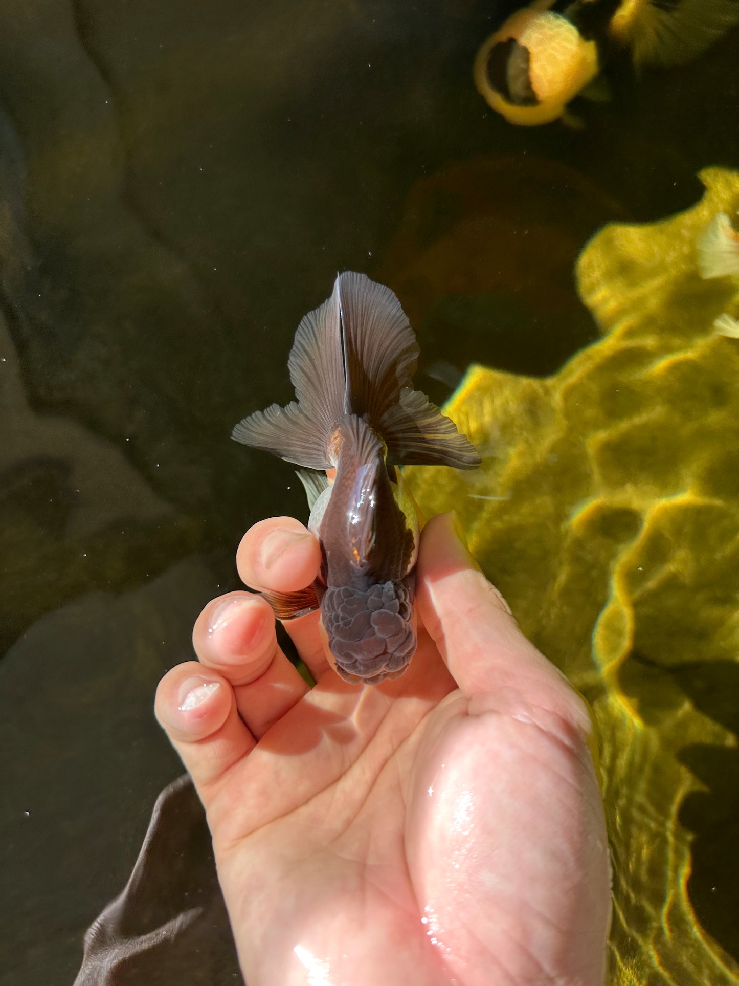 Panda Oranda Male 3.5-4 inches #1018OR_17