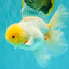 A Grade White Oranda Male 6 inches #100926OR_16