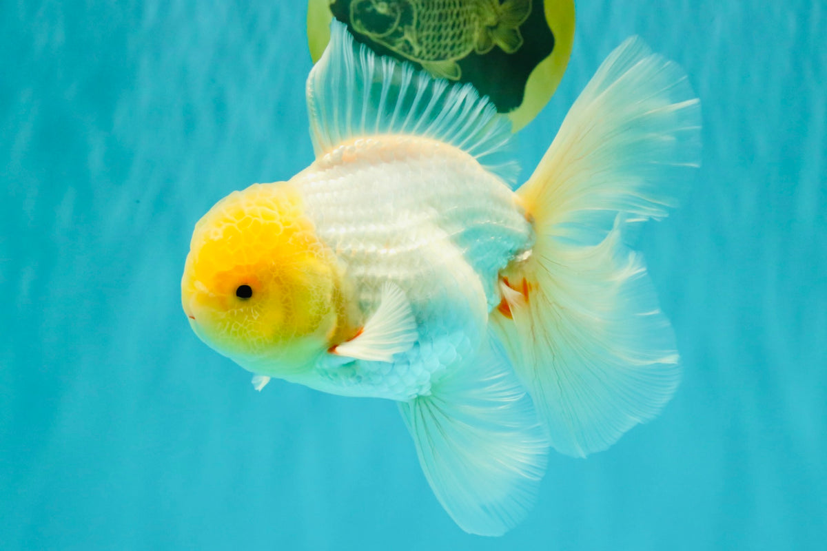 A Grade White Oranda Male 6 inches #100926OR_16