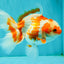 A Grade Red White Oranda Female 5.5  inches #070626OR_22