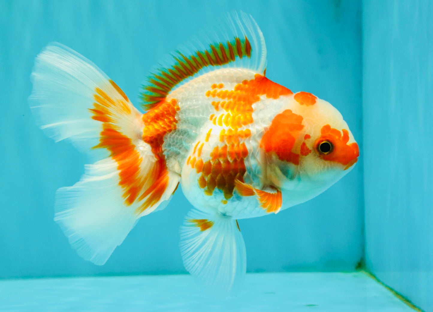 A Grade Red White Oranda Female 5.5  inches #070626OR_22