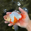 A Grade Kohaku Red White Oranda Male 6 inches #101626OR_11
