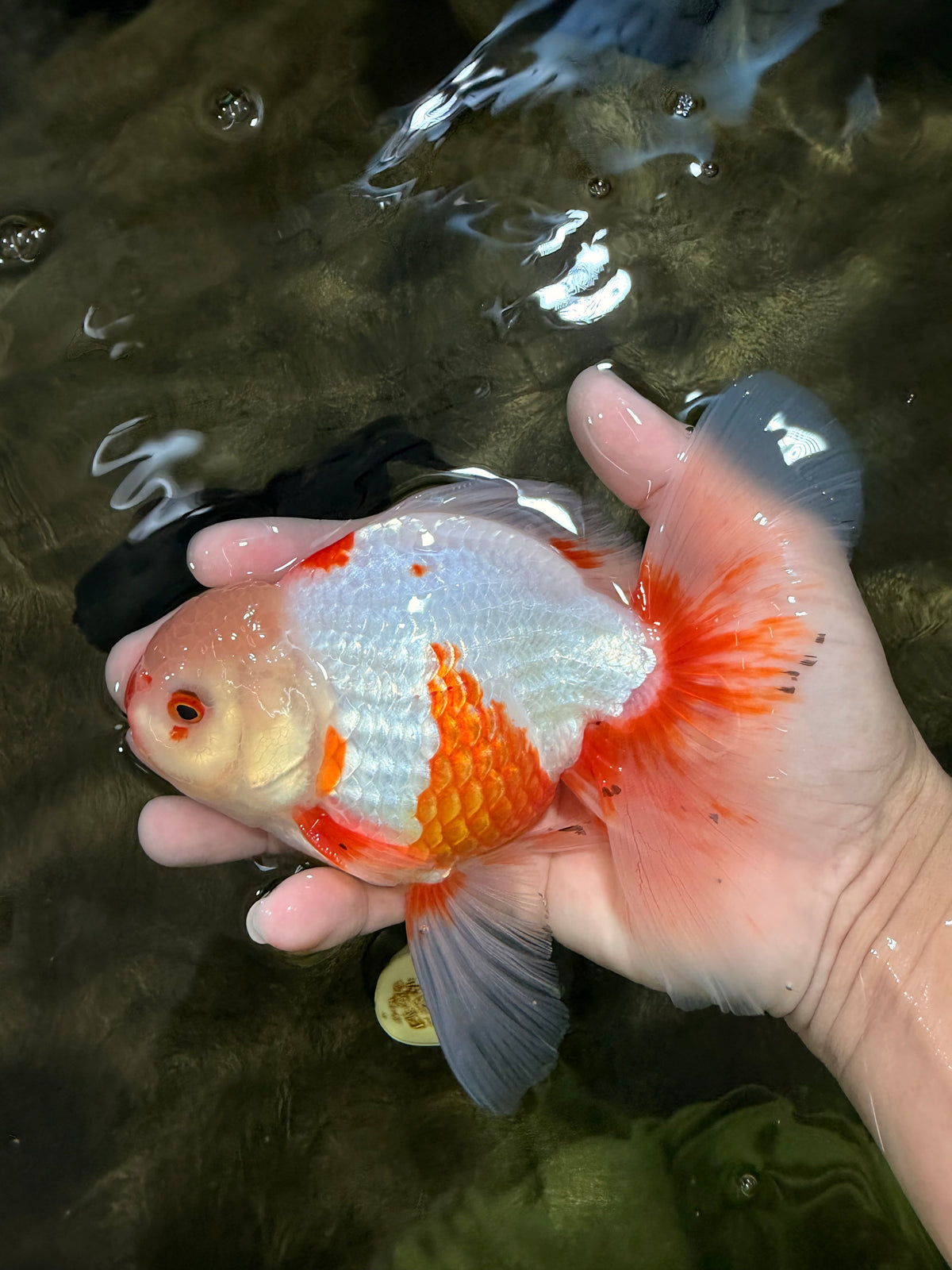 A Grade Kohaku Red White Oranda Male 6 inches #101626OR_11