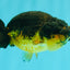 Apache Lionchu Female 4-4.5 inches #070326LC_31
