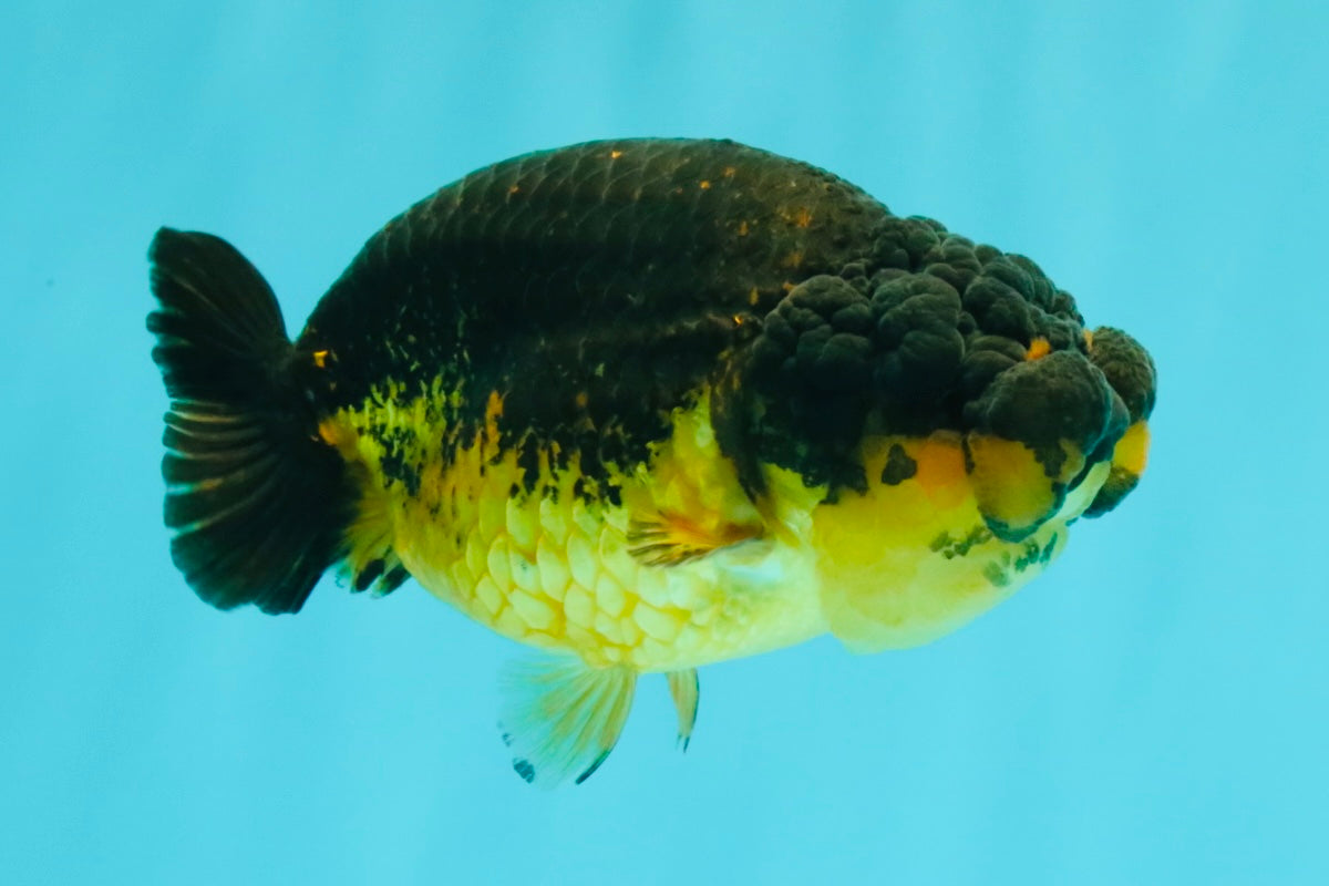 Apache Lionchu Female 4-4.5 inches #070326LC_31