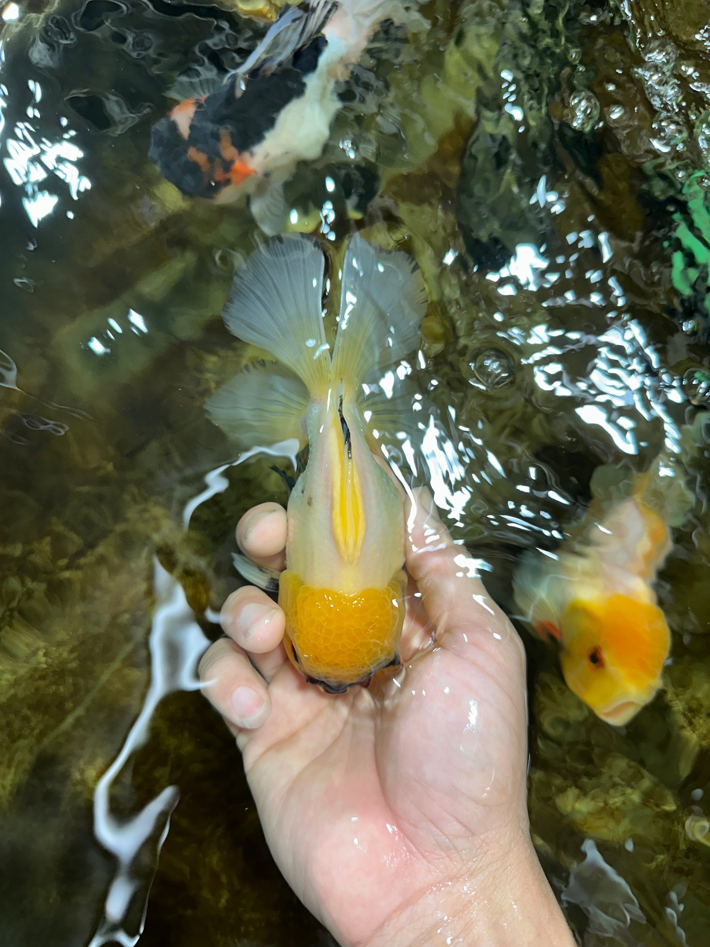 A Grade UNIQUE Lemonhead Oranda Male 5-5.5 inches #090525OR_13
