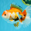 A Grade Red White Oranda Male 5.5-6 inches #040326OR_13