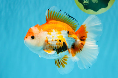 A Grade Red White Oranda Male 5.5-6 inches #040326OR_13