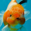 A Grade Sakura Oranda Male 4.5-5 inches #060625OR_24