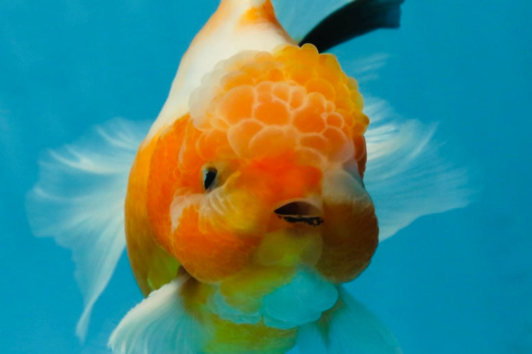 A Grade Sakura Oranda Male 4.5-5 inches #060625OR_24