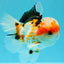 AAA Grade Tricolor Oranda Male 5.5 inches #030626OR_22