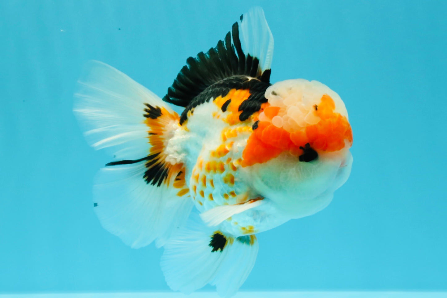 AAA Grade Tricolor Oranda Male 5.5 inches #030626OR_22