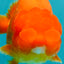 A Grade Red LionQueen 4.5-5 inches #070326LC_30